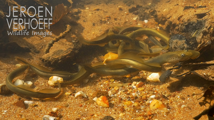 brook-lampreys-verhoeff-23-11-2016-700