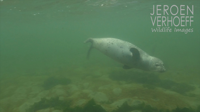 harbour-seal-verhoeff-23-11-2016-700