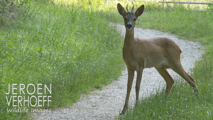 roe-buck-verhoeff-23-11-2016-700