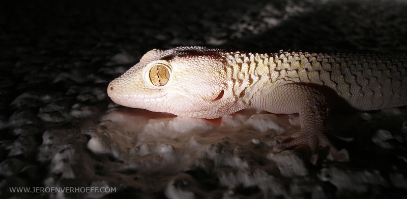 Gambia egyptian gecko