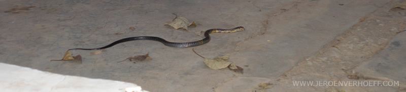 Gambia forest cobra
