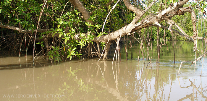 Gambia mangroves