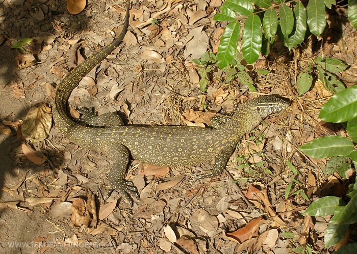 Gambia abuko nile monitor