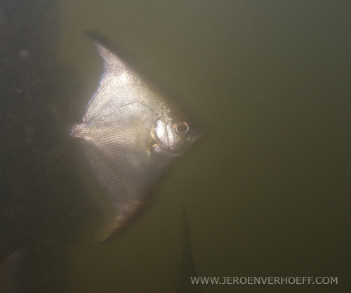 Gambia silver moony