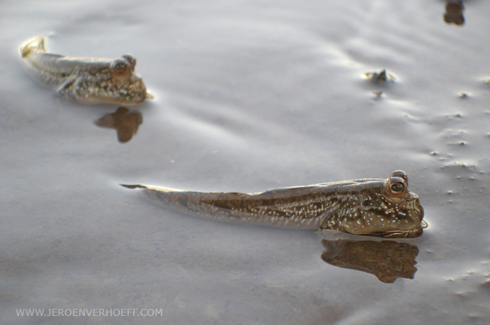 Gambia mud skippers