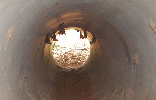 gambia bats