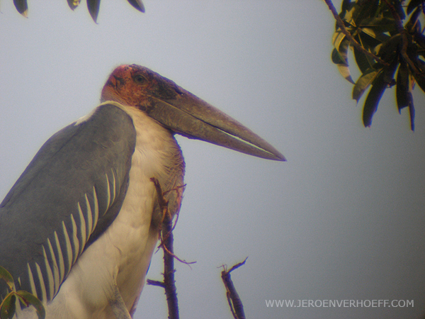 Gambia marabou stork