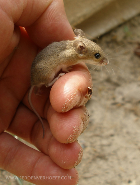 Gambia abuko dwarf mouse