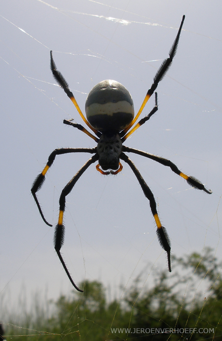 Senegal nebula spider