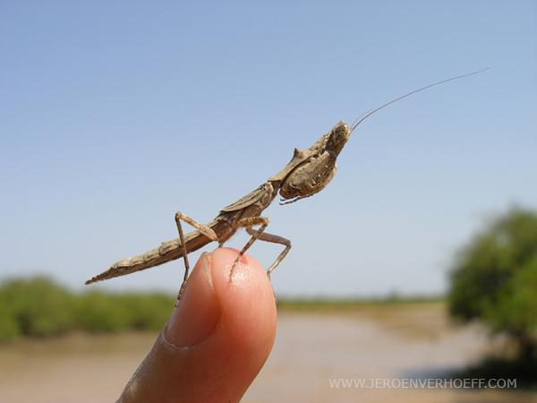 Gambia praying mantis