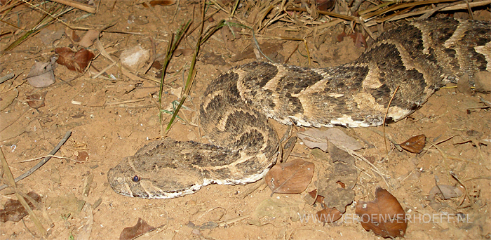 senegal puffadder