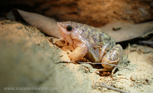 Senegal Niokolo Marbled Snout-burrower