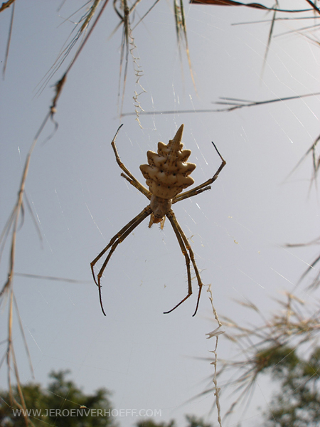 Senegal archiope spider