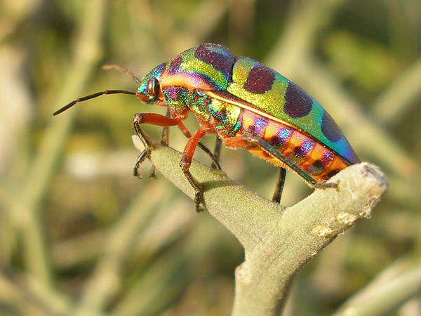 senegal beautiful bug