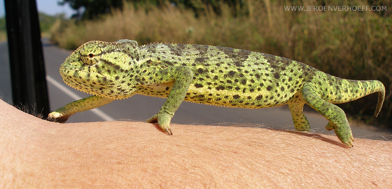 Senegal chameleon chamaeleo senegalensis