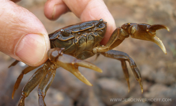 Senegal freshwater crab