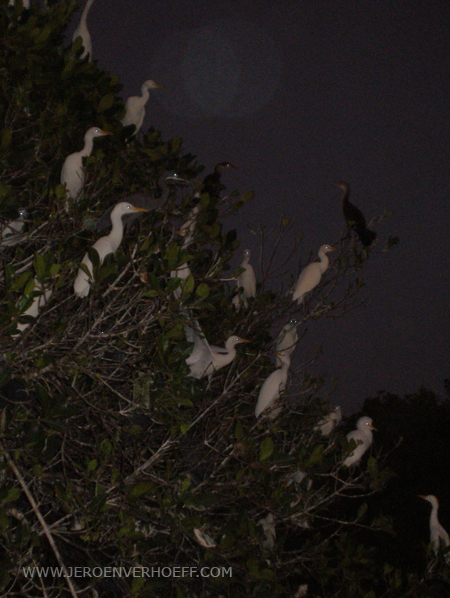 Senegal saloum heron roost island