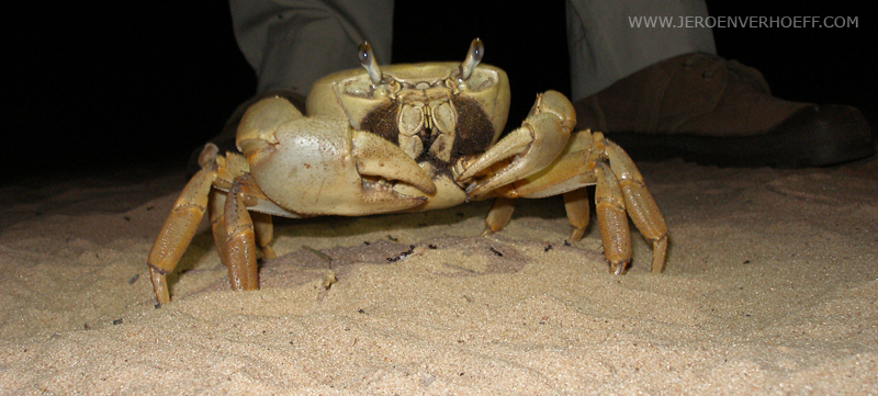 Gambia landcrab