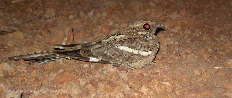 Senegal long-tailed nightjar
