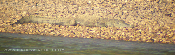 Senegal Niokolo nile crocodile