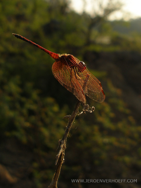 Senegal Niokolo red dragonfly