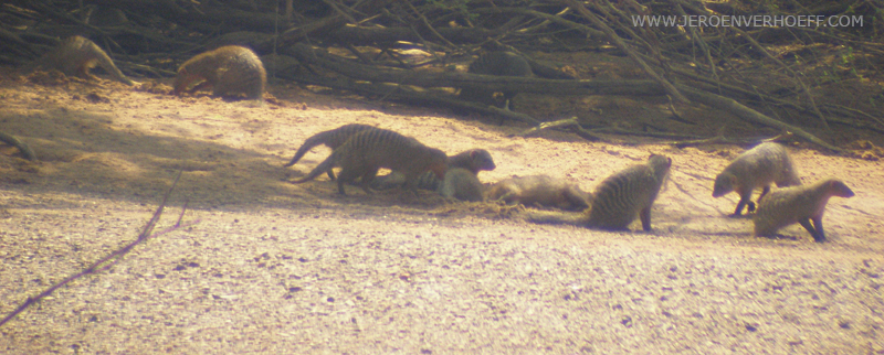Senegal niokolo banded mongoose