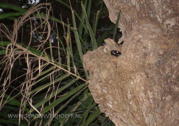 gambia black spitting cobra