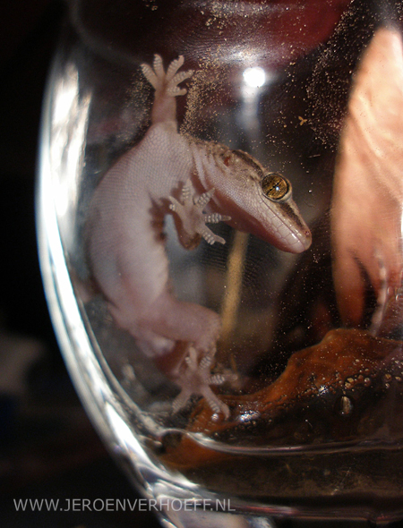 gambia brook's house gecko