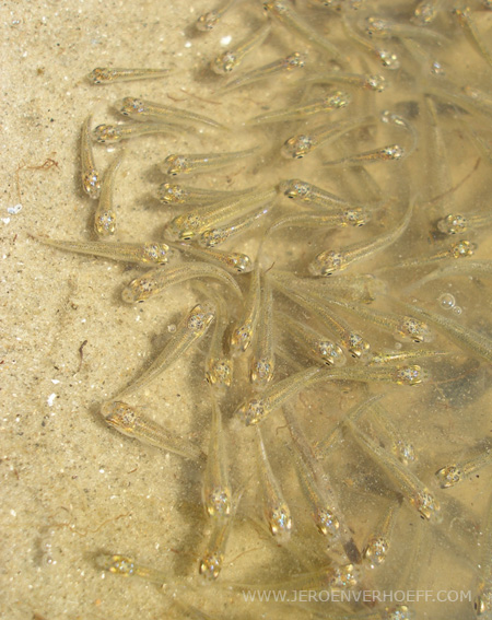 Senegal saloum fish