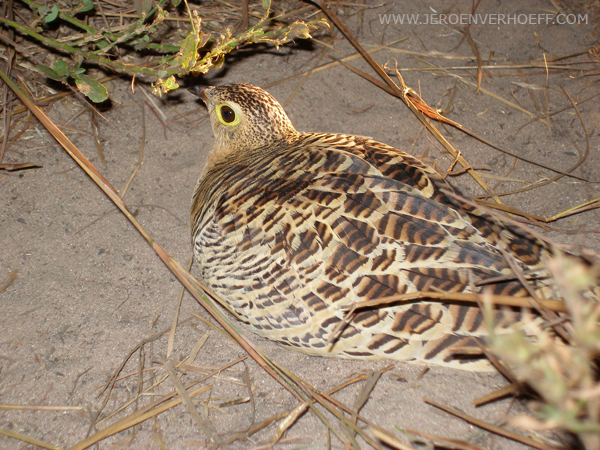 senegal four-banded sandgrouse