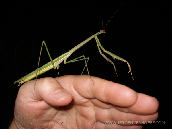 Senegal niokolo giant praying mantis