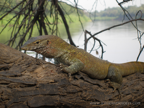 Senegal Niokolo nile monitor