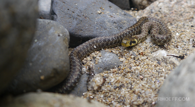 030813 aesculapian snake (zamenis longissimus) 650