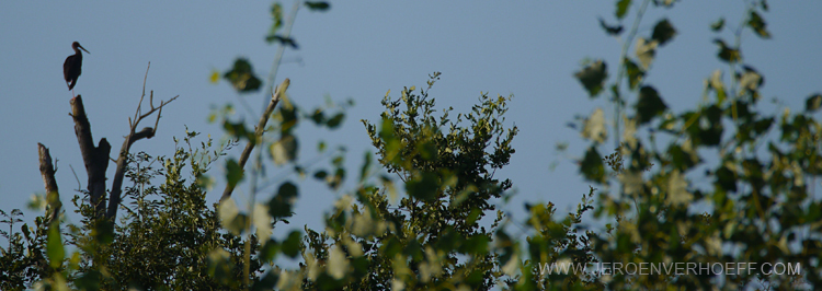 040813 black stork allier 700