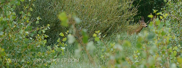 040813 roe deer 600