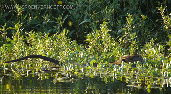 050813 coypu (myocastor coypus) 600