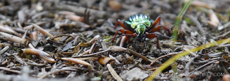 250713 golden ground beetle (carabus auratus) 700