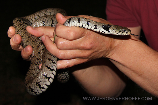 250713 grass snake (natrix natrix) allier 550