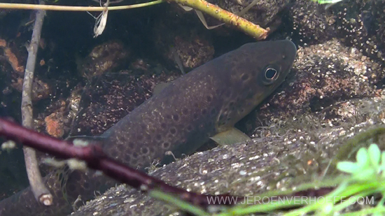 280713 brown trout allier 550