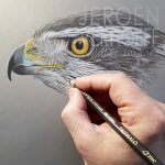 Blog Jeroen Verhoeff jan 2019 goshawk study