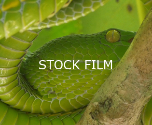 Jeroen Verhoeff Wildlife Film Stock