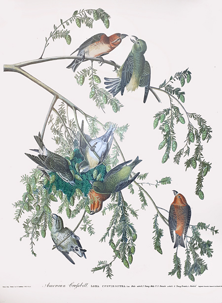 Audubon crossbills plate restauration Jeroen Verhoeff 1