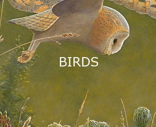 Jeroen Verhoeff Wildlife Art - Birds