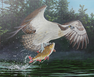 Wildlife art commissioned painting Jeroen Verhoeff osprey