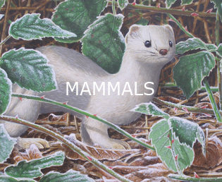 Jeroen Verhoeff Wildlife Art - Mammals