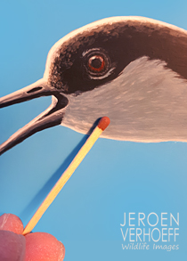 'Alarm' avocets painting detail Jeroen Verhoeff