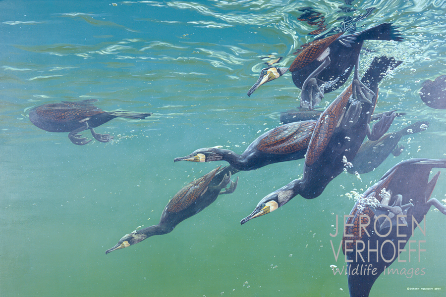 'Communal feeding', great cormorants, painting Jeroen Verhoeff
