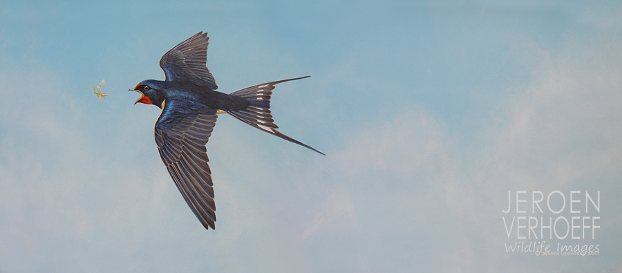 'Snap!', barn swallow painting Jeroen Verhoeff
