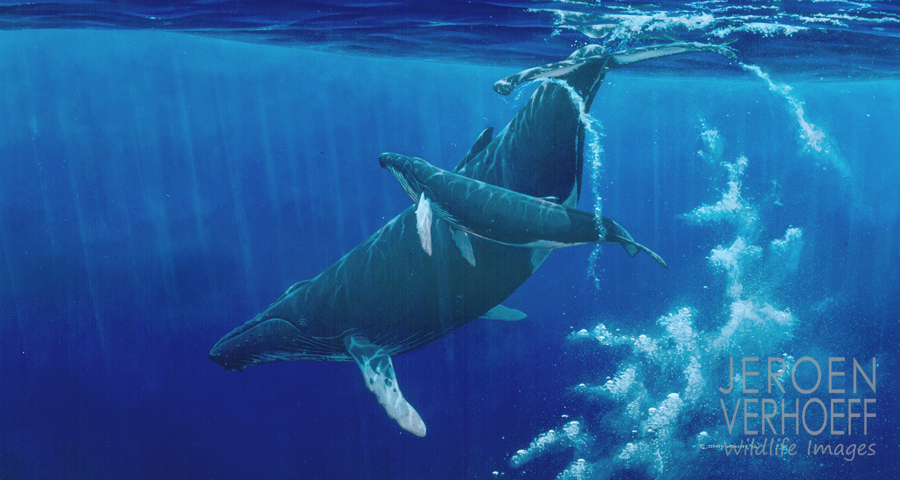 'Warm bath', humpback whale painting Jeroen Verhoeff