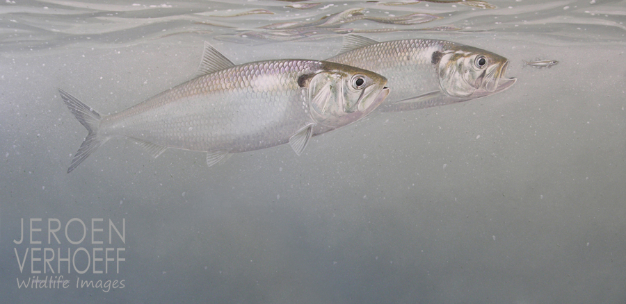 'Return of the riverherring', twait shad, painting Jeroen Verhoeff